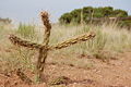 Cane Cholla, Small, Albuquerque.JPG